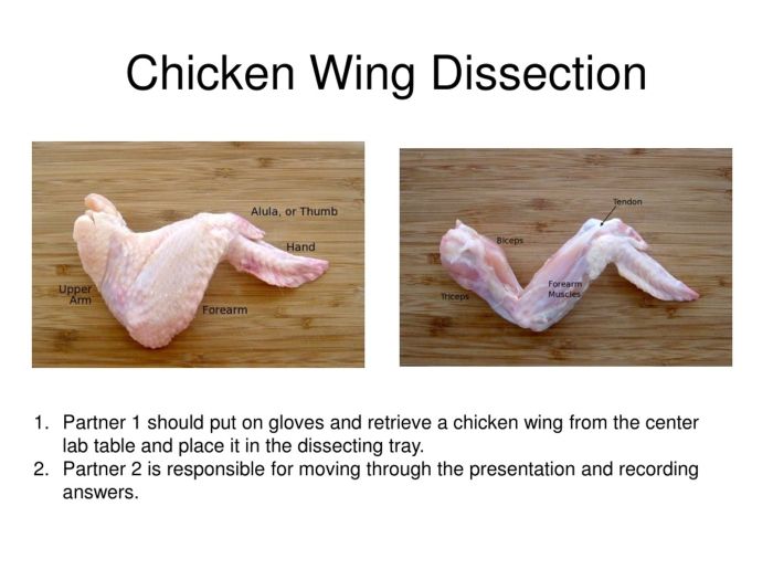 Chicken wing dissection lab answer key pdf