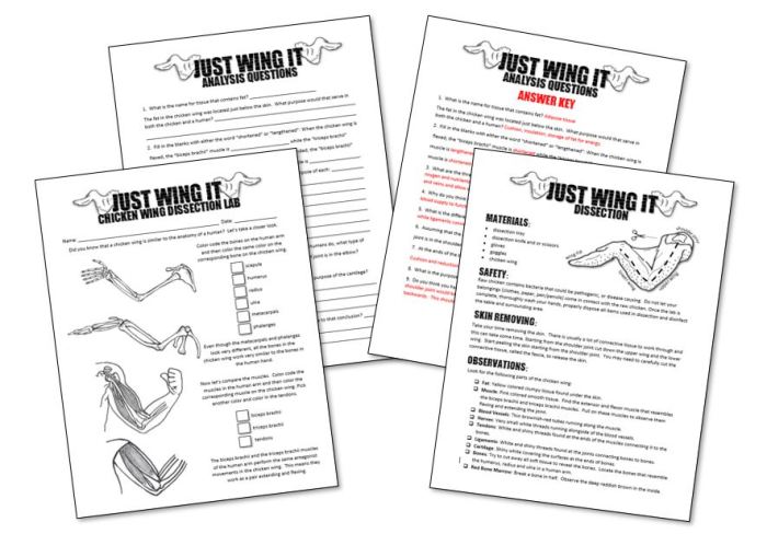 Chicken wing dissection lab answer key pdf