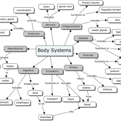 Body systems interactions worksheet answer key