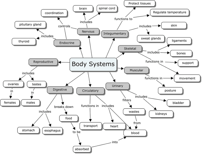 Body systems interactions worksheet answer key