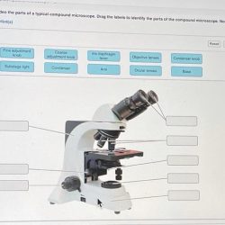 Pre lab video coaching activity compound microscope