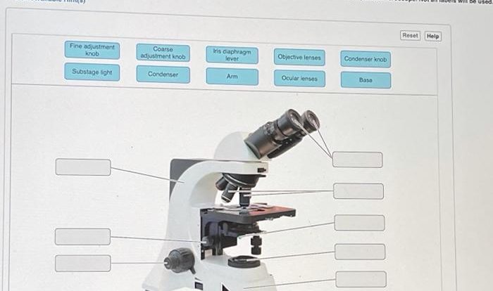 Pre lab video coaching activity compound microscope