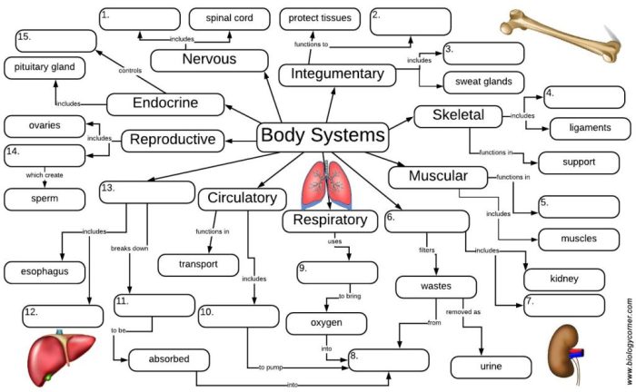 Body systems interactions worksheet answer key