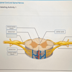 Exercise 19 review sheet the spinal cord and spinal nerves